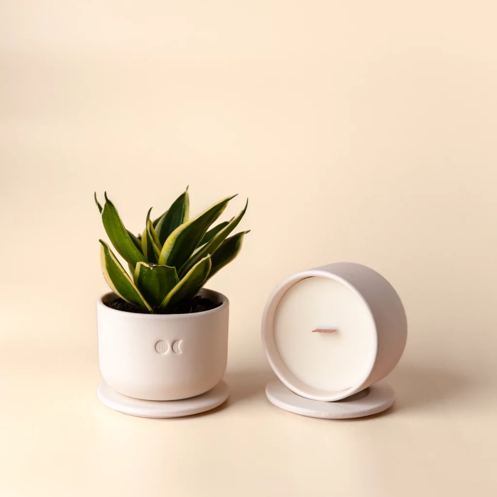 BOUGIE FLEURIE EN CéRAMIQUE - EUCALYPTUS - 220G