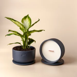 Blooming Ceramic Candle – Sandalwood & Jasmine – 440g
